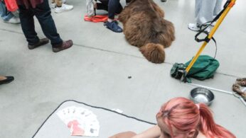 Kilka osób gromadzi się w pomieszczeniu wokół psów terapeutycznych. Na pierwszym planie kobieta o różowych włosach siedzi obok brązowego psa leżącego na macie, trzymając telefon. W tle inni ludzie głaszczą dużego, puszystego brązowego psa. Widoczne są również miski, smycze i karty.